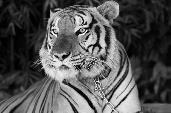 Animal 002