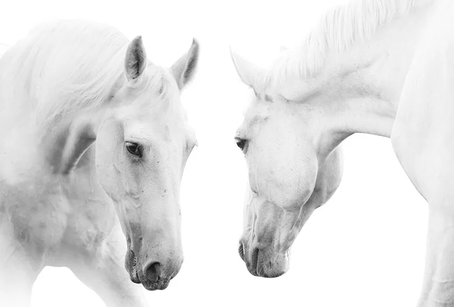 Animals 080