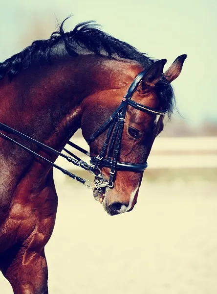 Animal 049