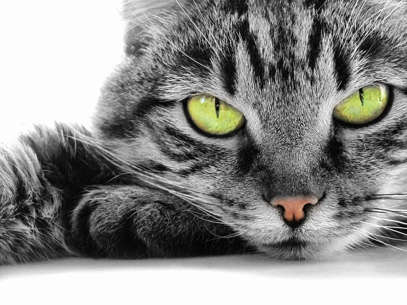 Animal 003