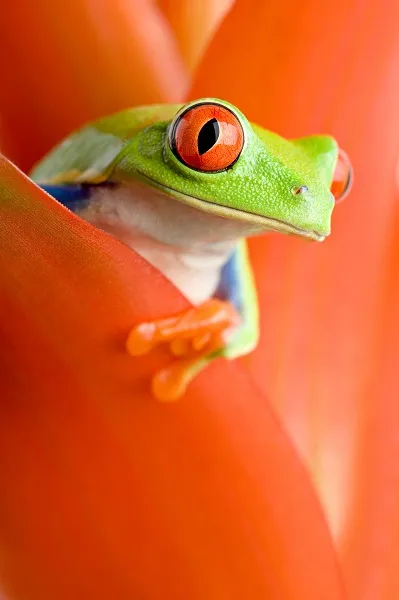 Animal 051