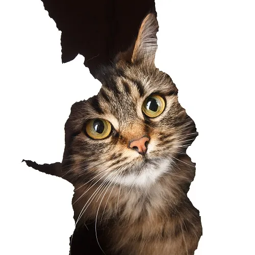 Animal 037