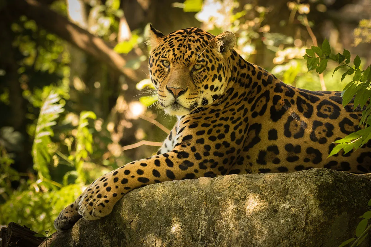 Animals 068