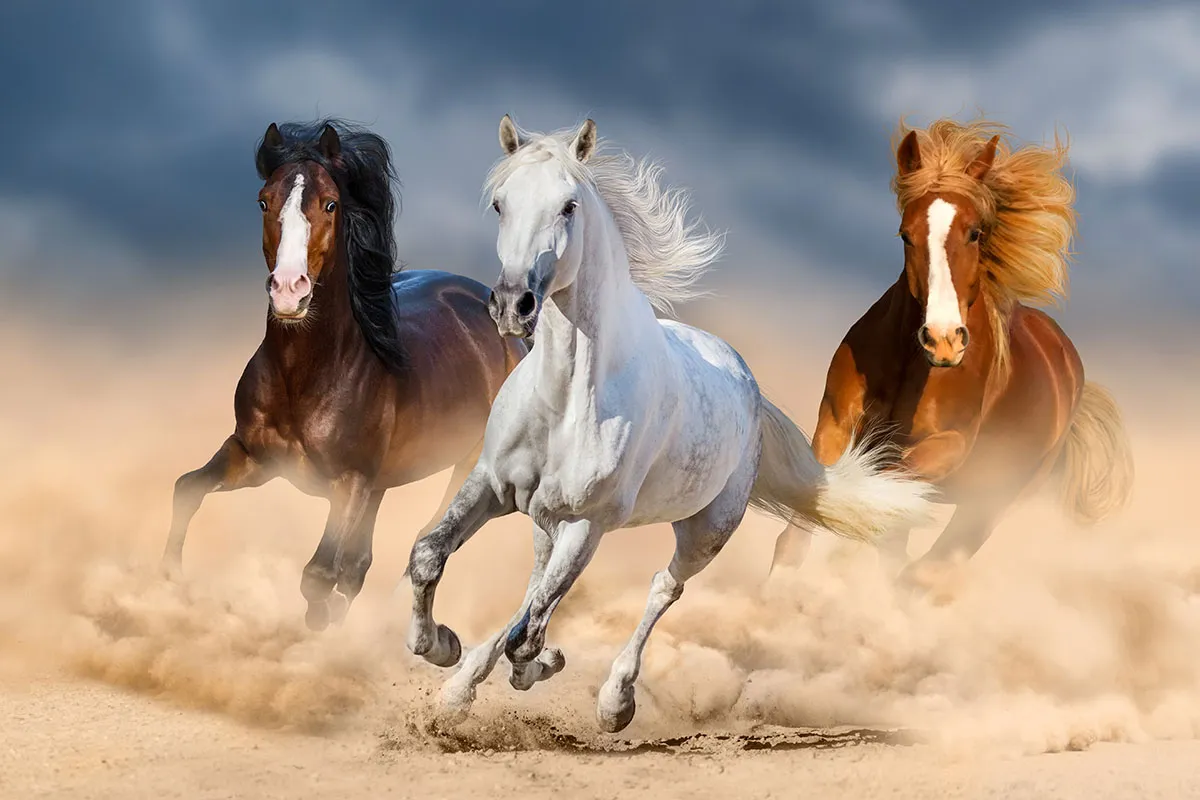 Animals 075