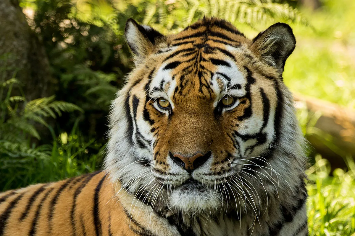 Animals 070