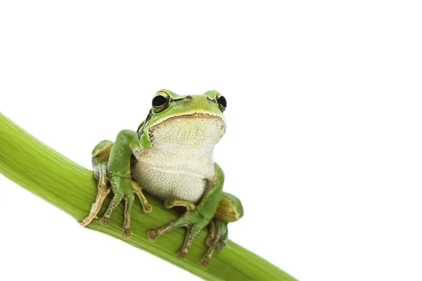 Animal 004