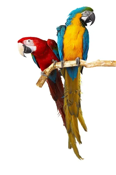 Animal 022