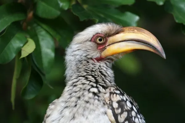 Animal 018