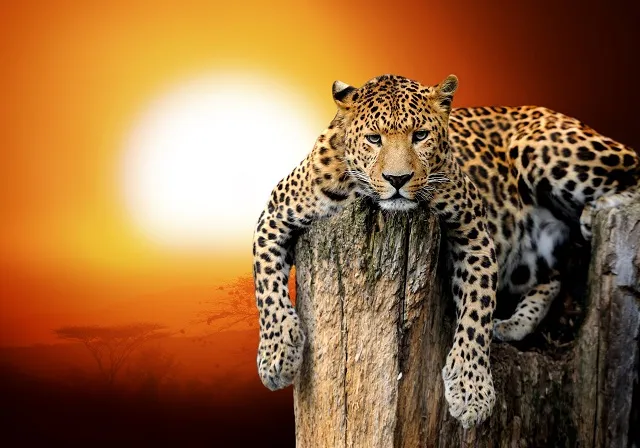Animal 067