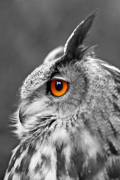 Animal 015