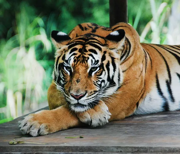 Animal 045