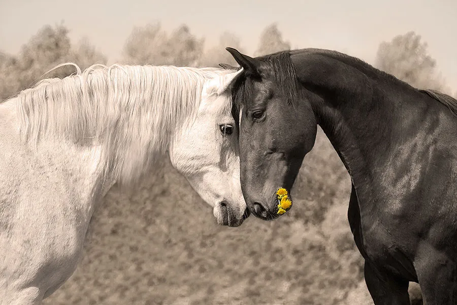 Animals 078
