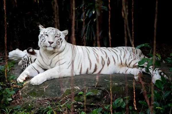 Animal 044