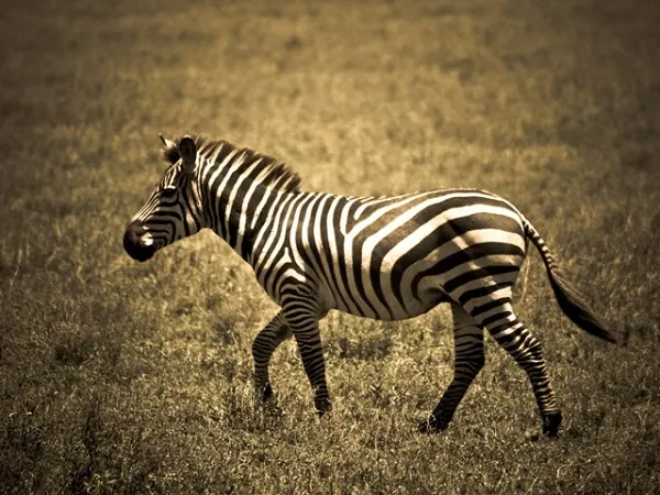 Animal 048