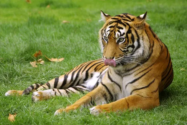 Animal 046
