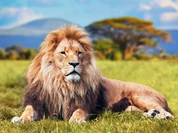 Animal 040