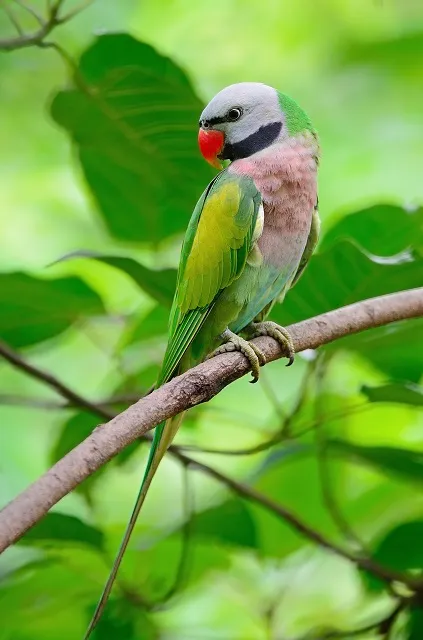 Animal 065
