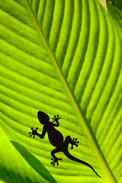 Animal 061