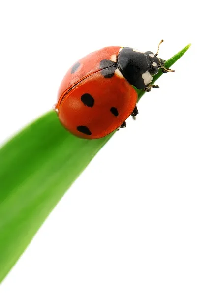 Animal 053