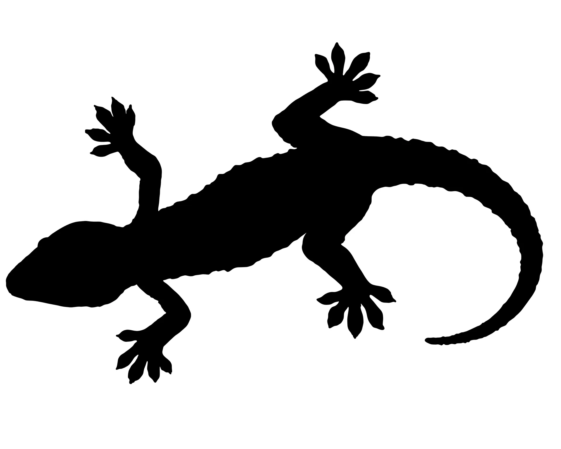 Animal 062