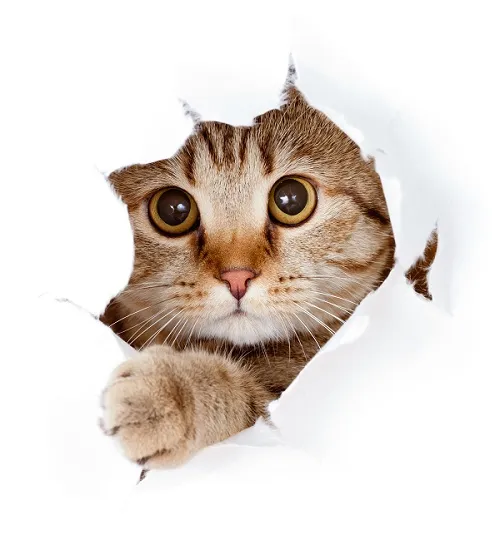 Animal 032