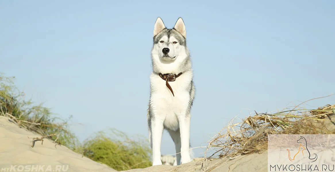 Animals 073