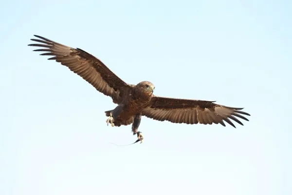 Animal 011