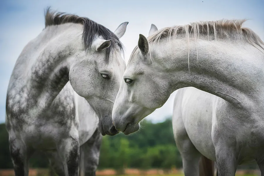 Animals 079