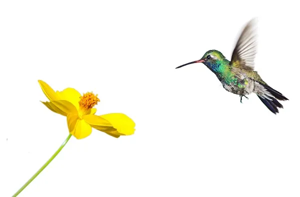 Animal 023