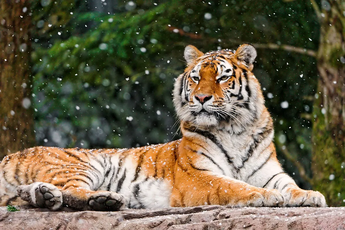Animals 071