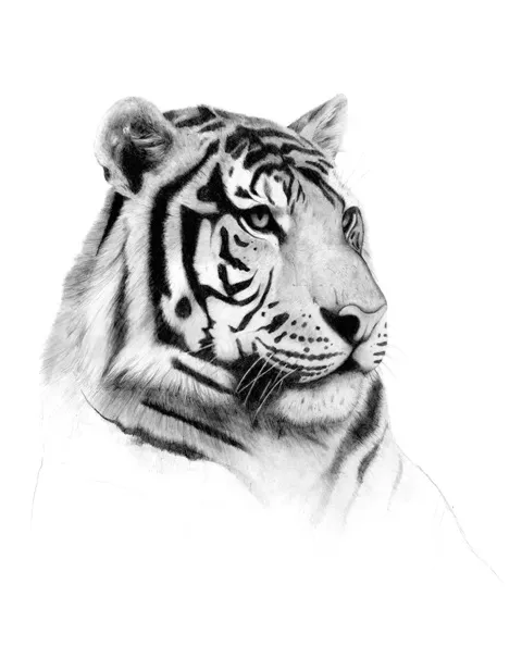 Animal 036