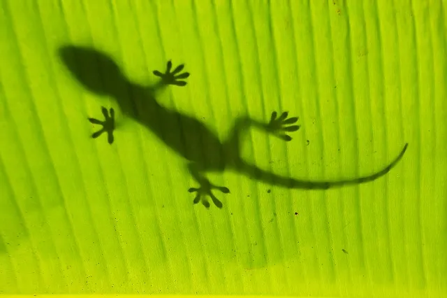 Animal 060