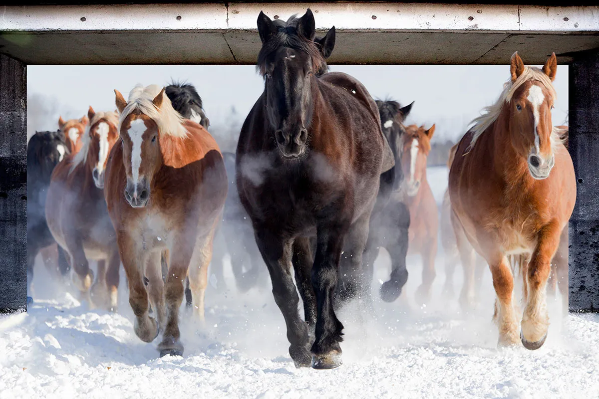 Animals 069