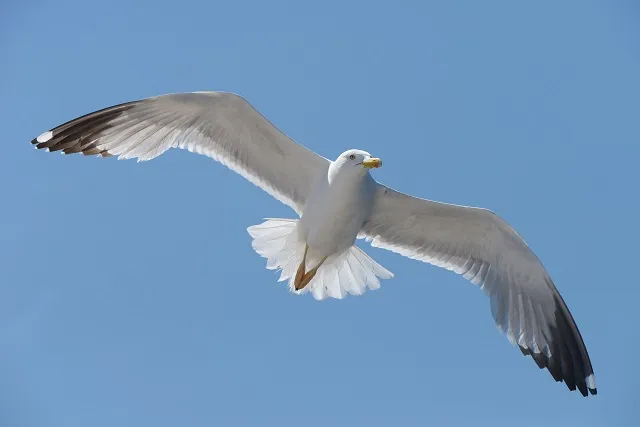 Animal 066