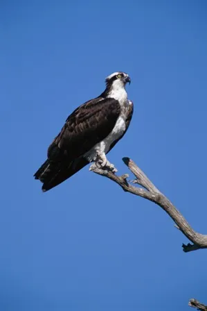 Animal 013