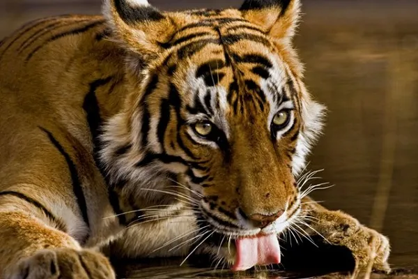 Animal 041