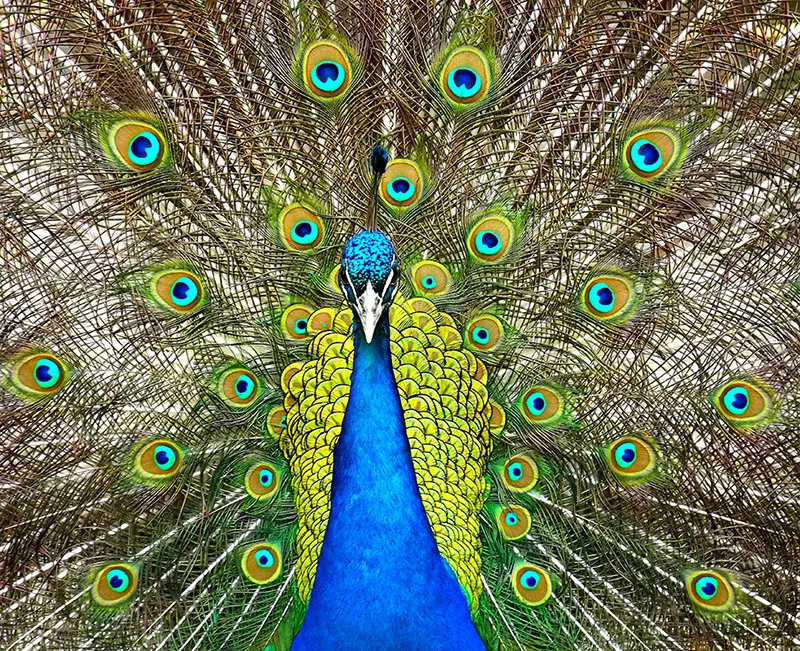 Animals 077