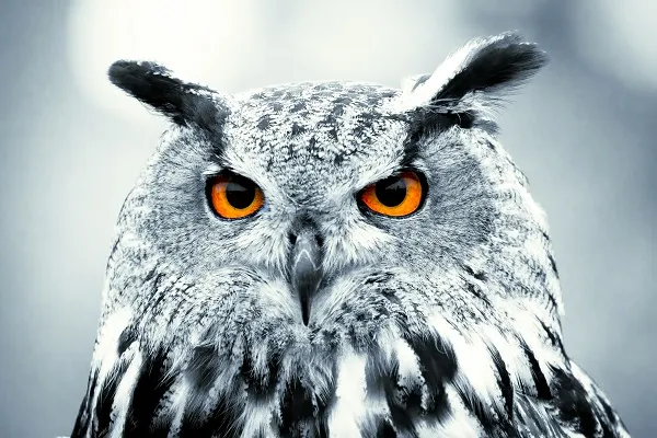 Animal 014