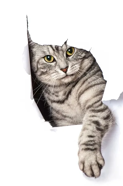 Animal 034