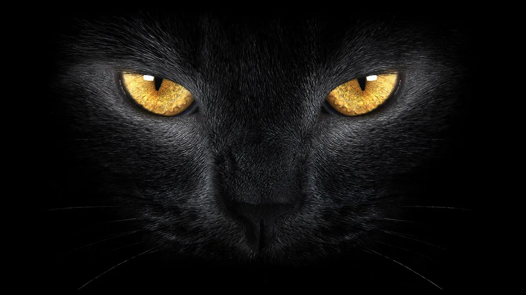 Animals 082