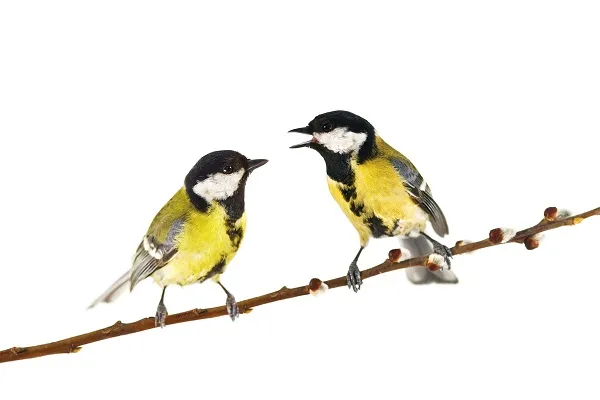 Animal 027