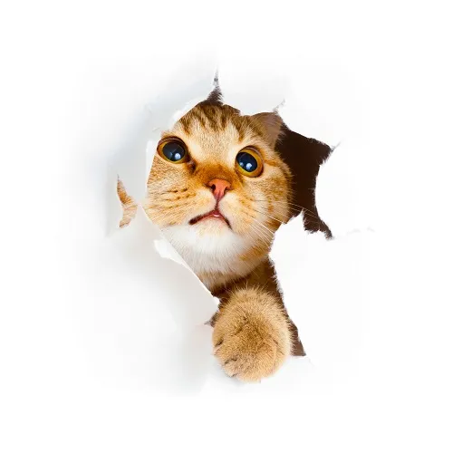 Animal 035