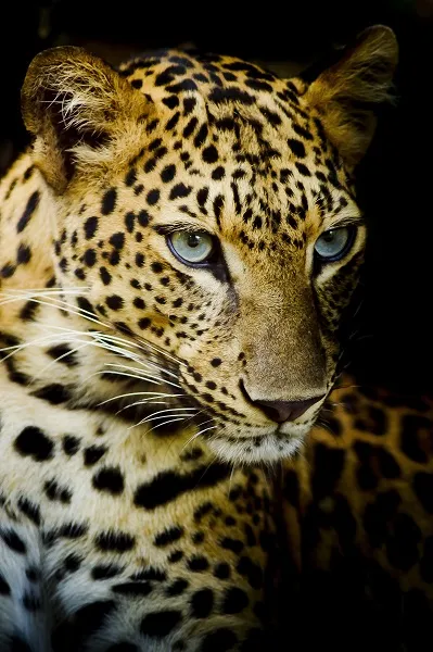 Animal 039