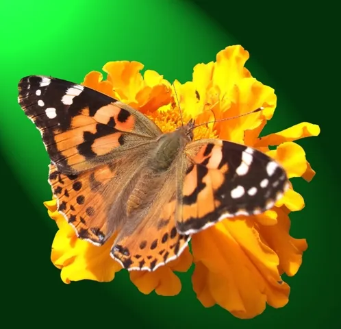 Butterfly 106