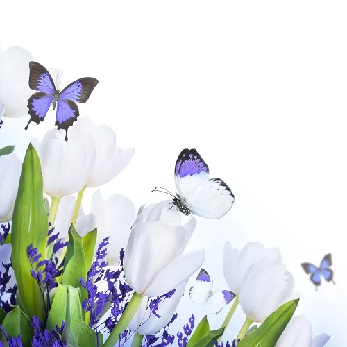 Butterfly 028