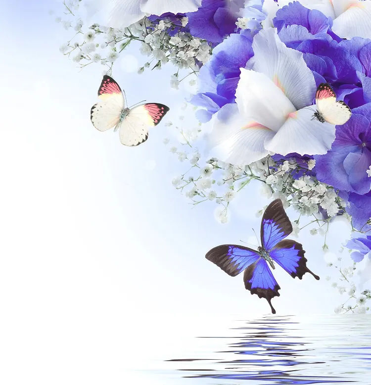 Butterfly 021