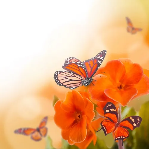Butterfly 026