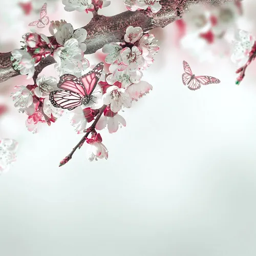 Butterfly 020