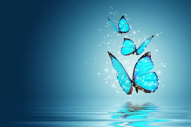 Butterfly 014