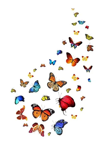 Butterfly 070